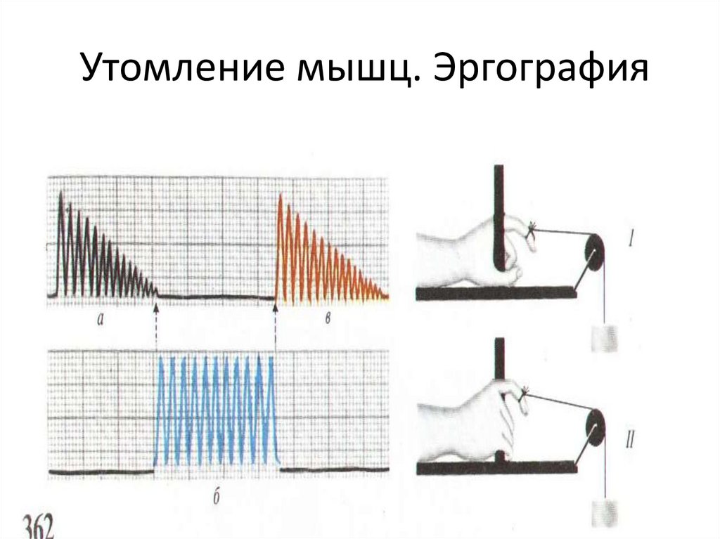 Утомление мышц. Эргография