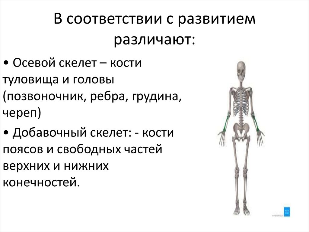 В соответствии с развитием различают: