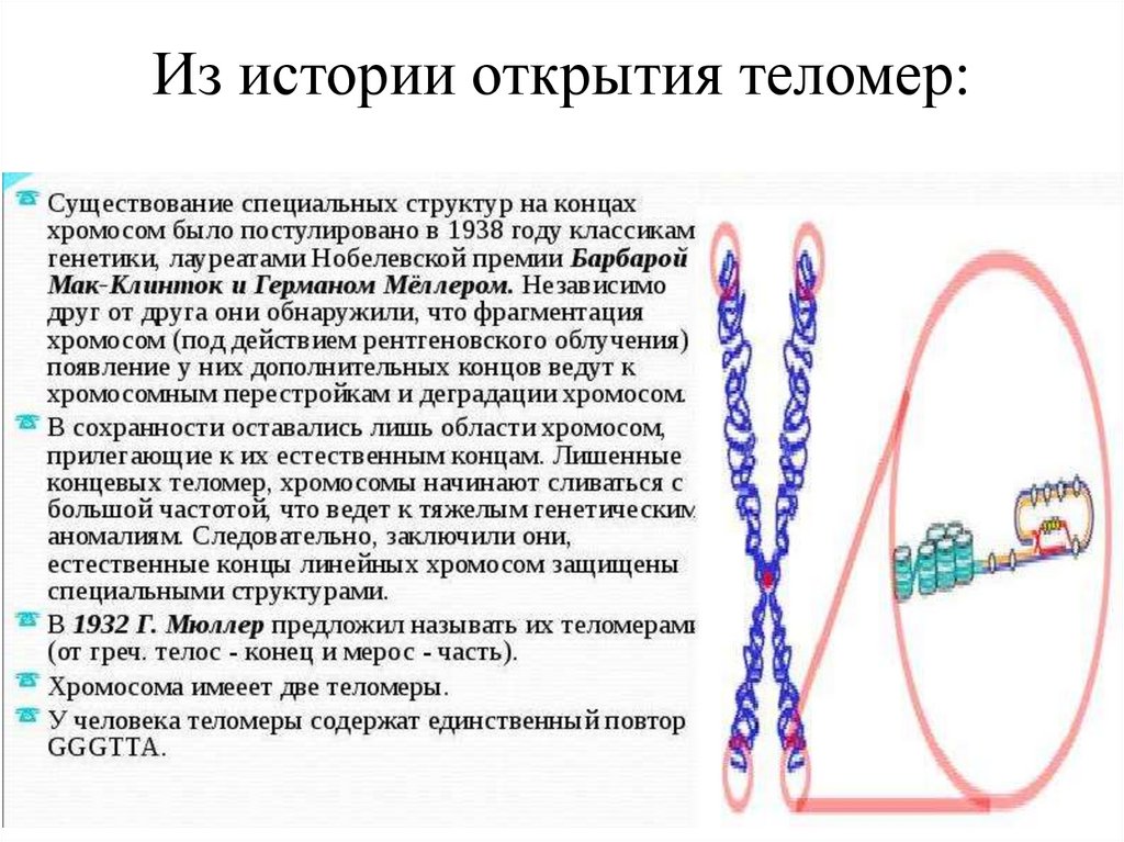 Из истории открытия теломер: