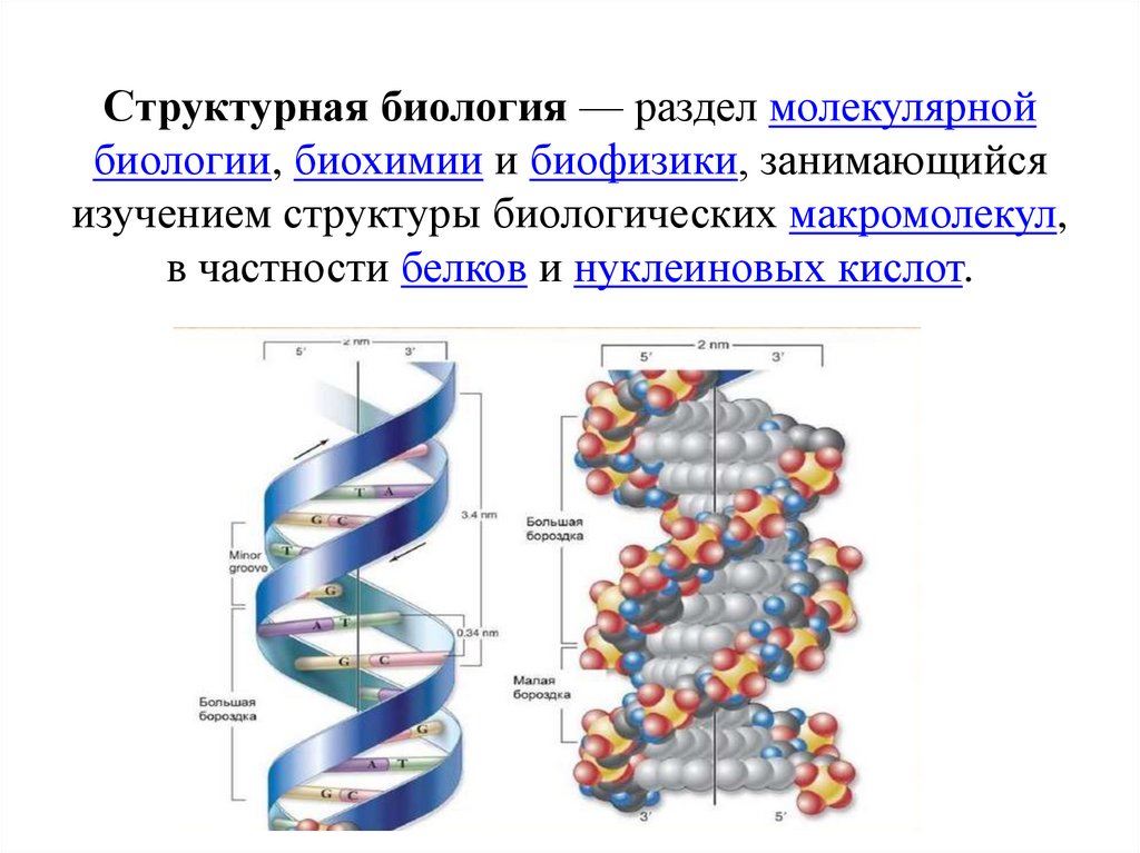 Структурная биология — раздел молекулярной биологии, биохимии и биофизики, занимающийся изучением структуры