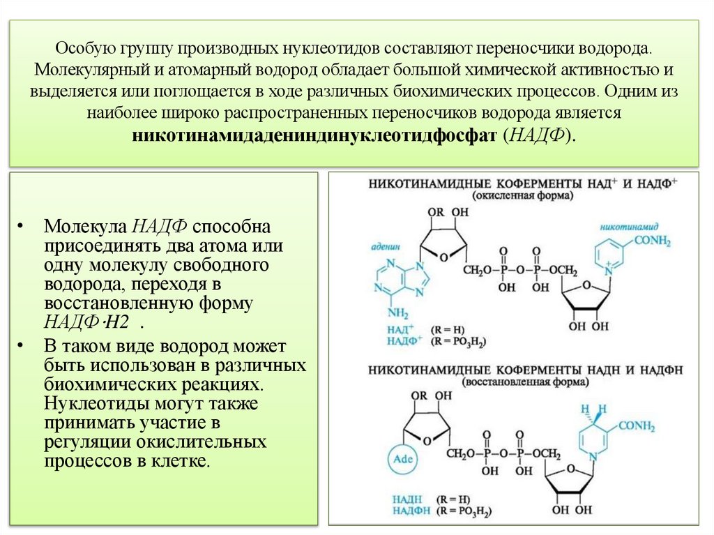 Особую группу производных нуклеотидов составляют переносчики водорода. Молекулярный и атомарный водород обладает большой