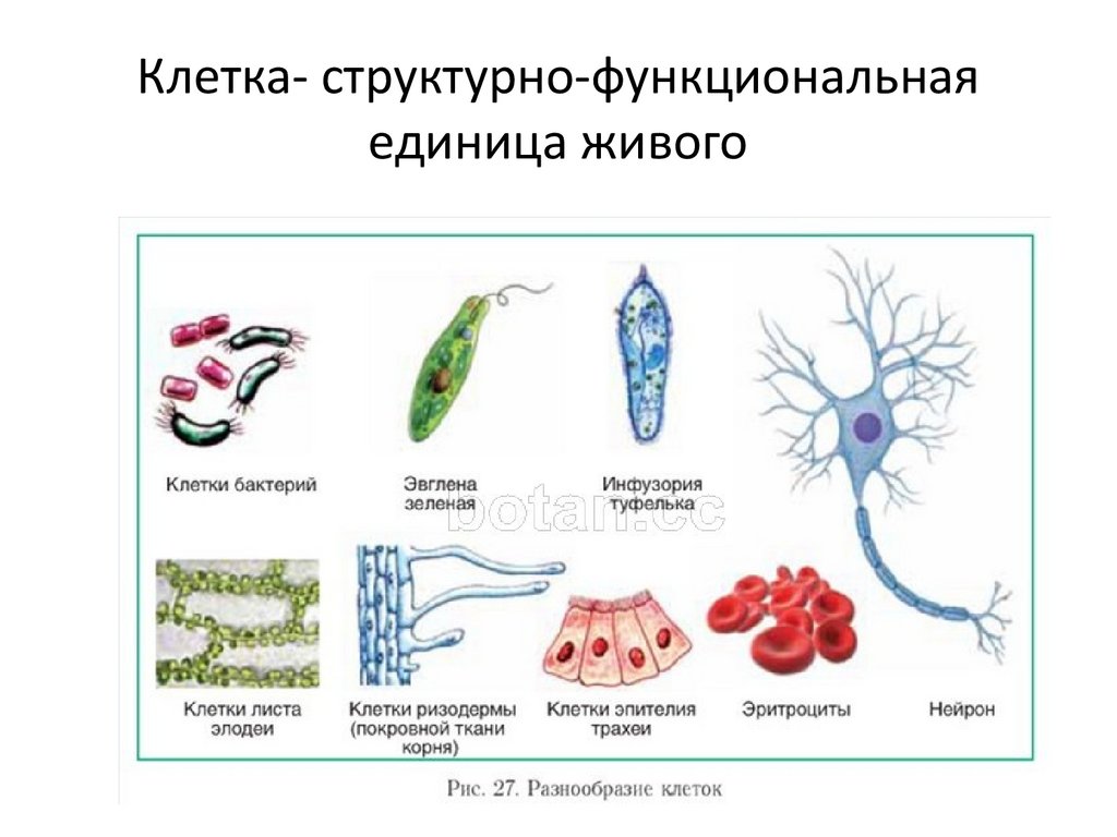 Клетка- структурно-функциональная единица живого