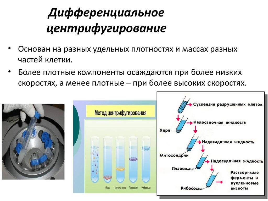 Дифференциальное центрифугирование