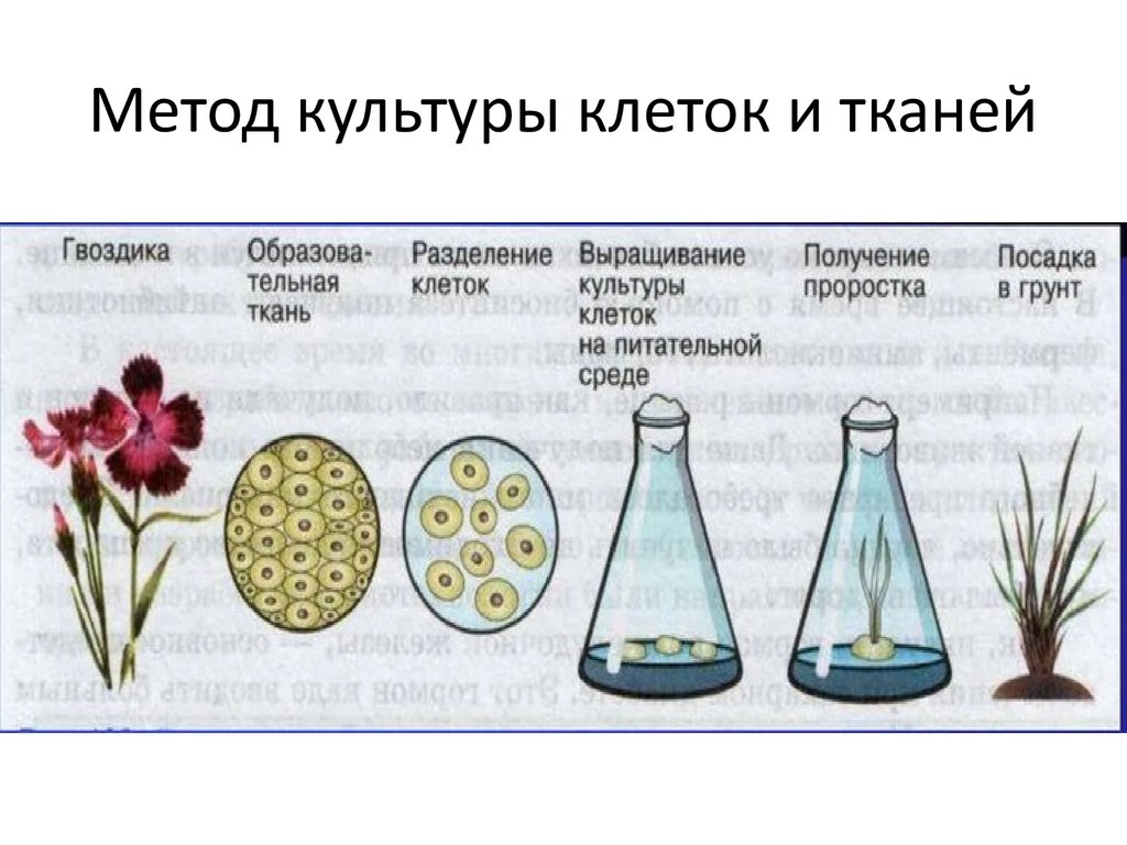 Метод культуры клеток и тканей