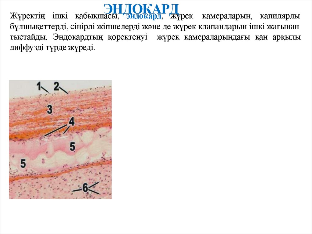 Жүректің ішкі қабықшЭасыН, ДэнОдоКкаАрд,РДжүрек камераларын, капилярлы