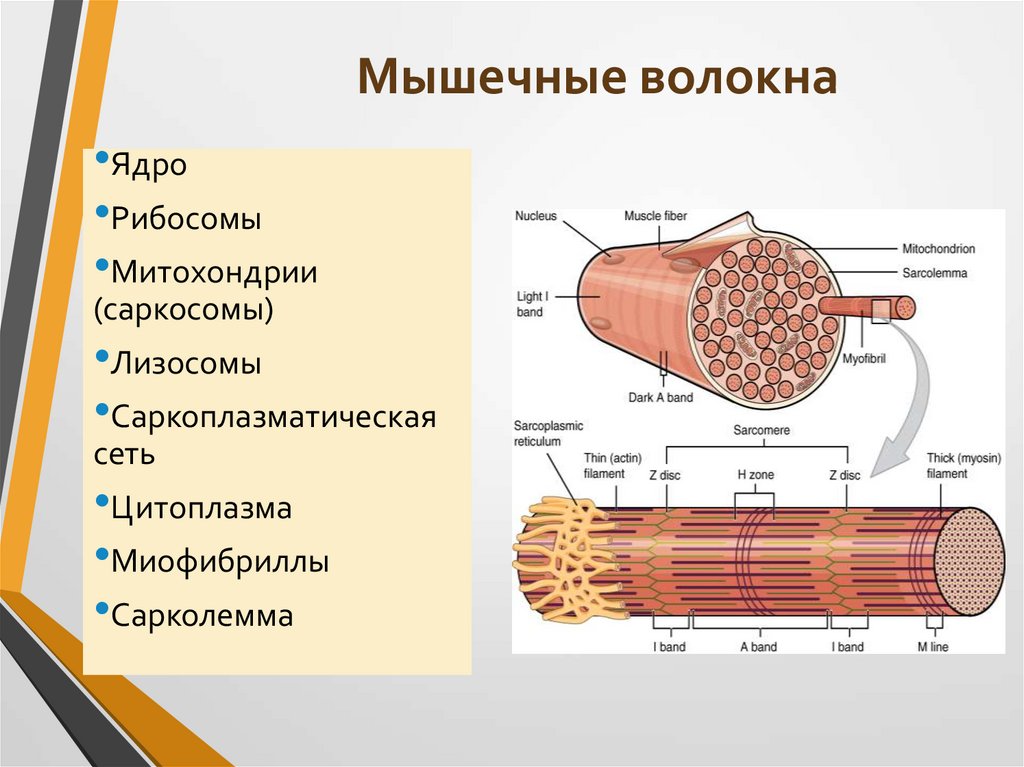 Мышечные волокна