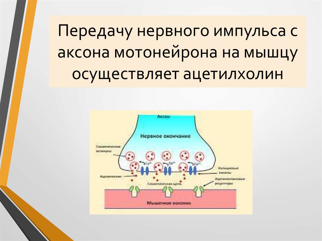 Передачу нервного импульса с аксона мотонейрона на мышцу осуществляет ацетилхолин