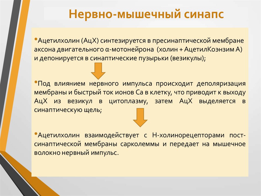 Нервно-мышечный синапс