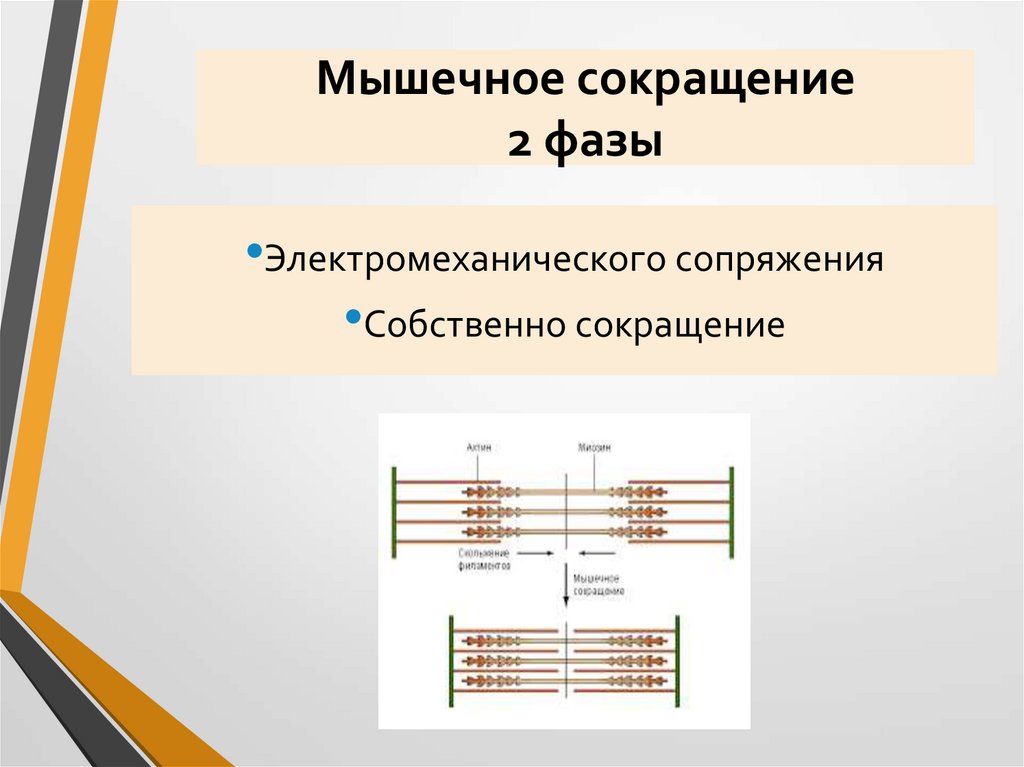 Мышечное сокращение 2 фазы
