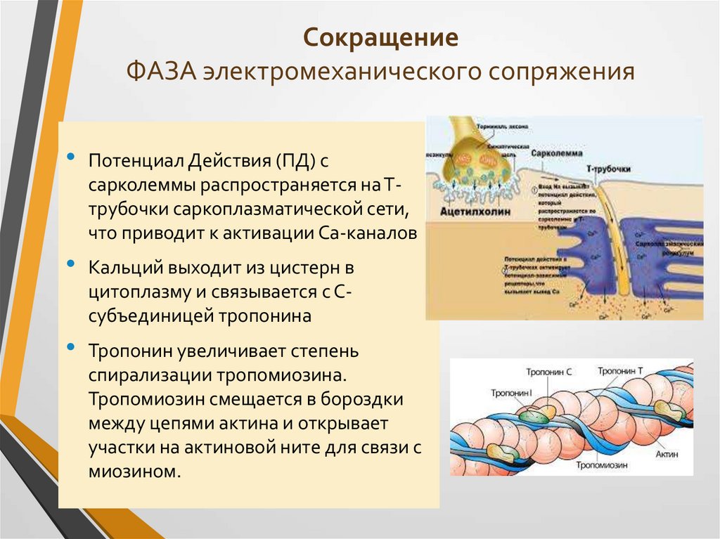 Сокращение ФАЗА электромеханического сопряжения