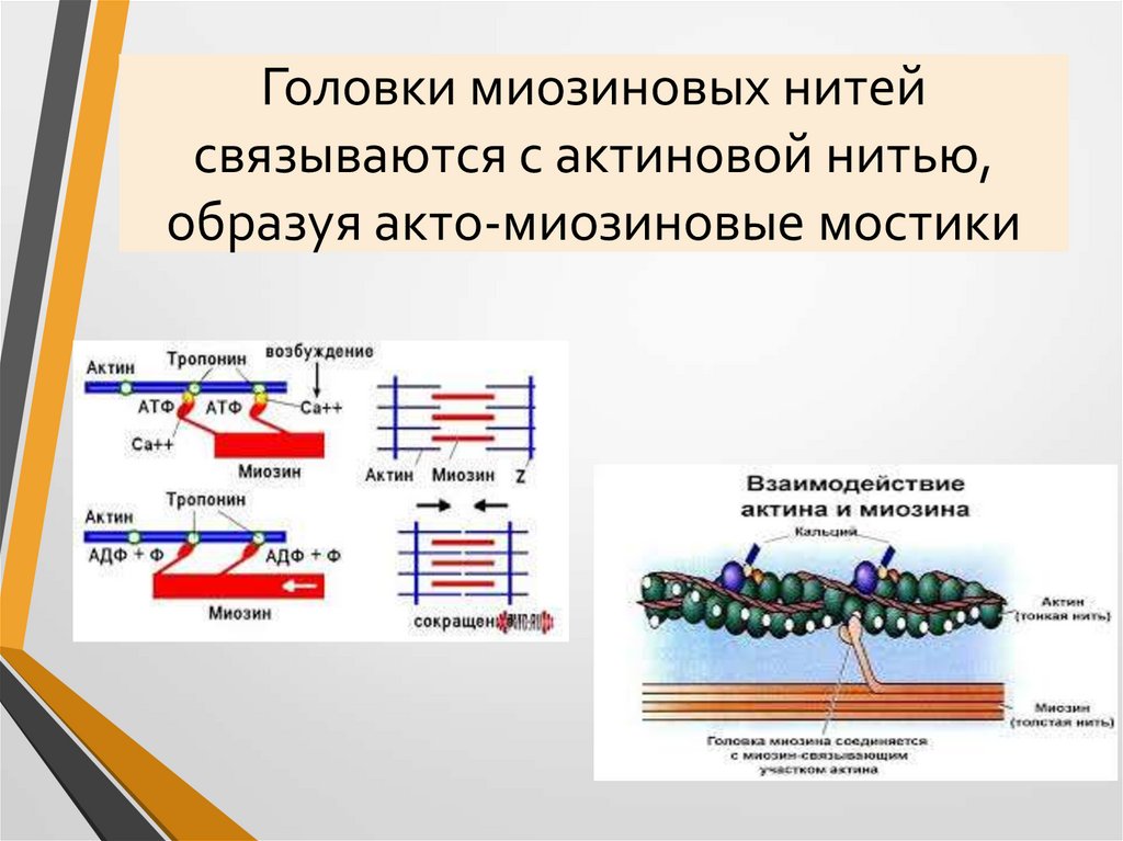 Головки миозиновых нитей связываются с актиновой нитью, образуя акто-миозиновые мостики