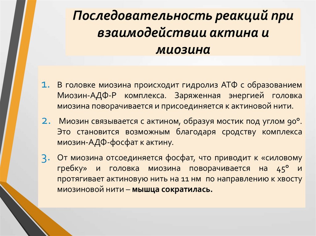 Последовательность реакций при взаимодействии актина и миозина