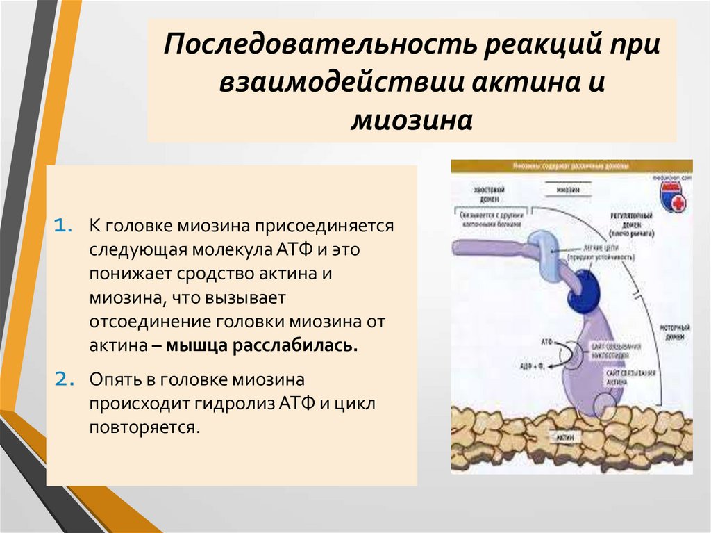 Последовательность реакций при взаимодействии актина и миозина