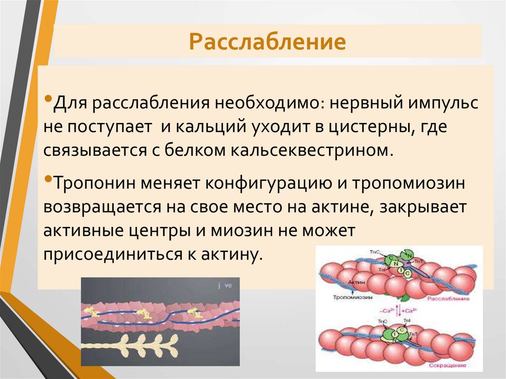 Расслабление