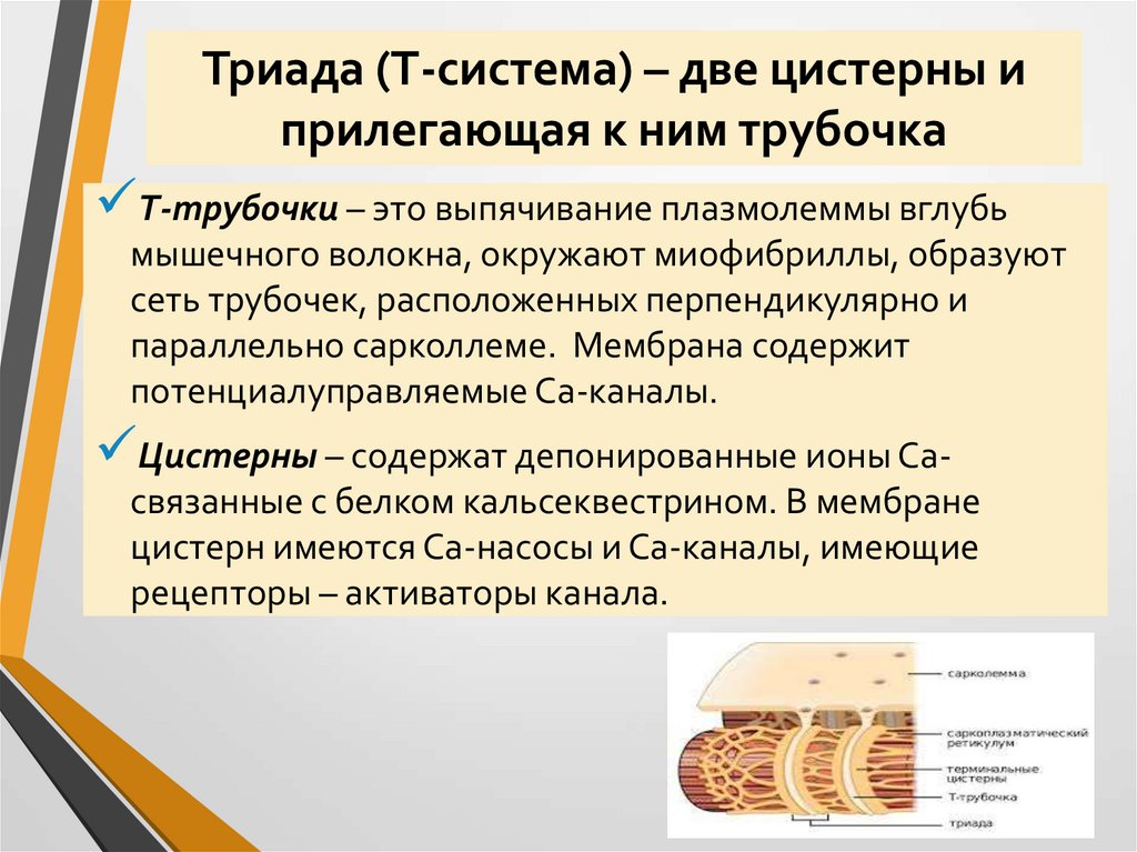 Триада (Т-система) – две цистерны и прилегающая к ним трубочка