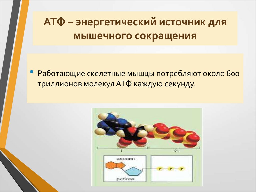 АТФ – энергетический источник для мышечного сокращения