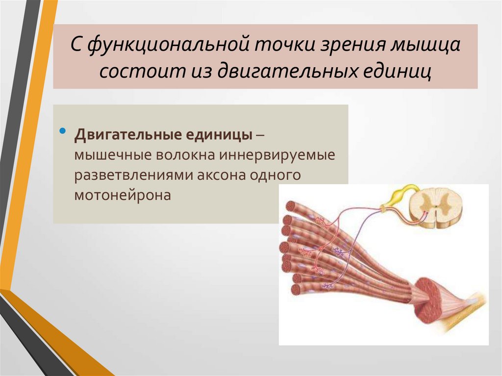 С функциональной точки зрения мышца состоит из двигательных единиц