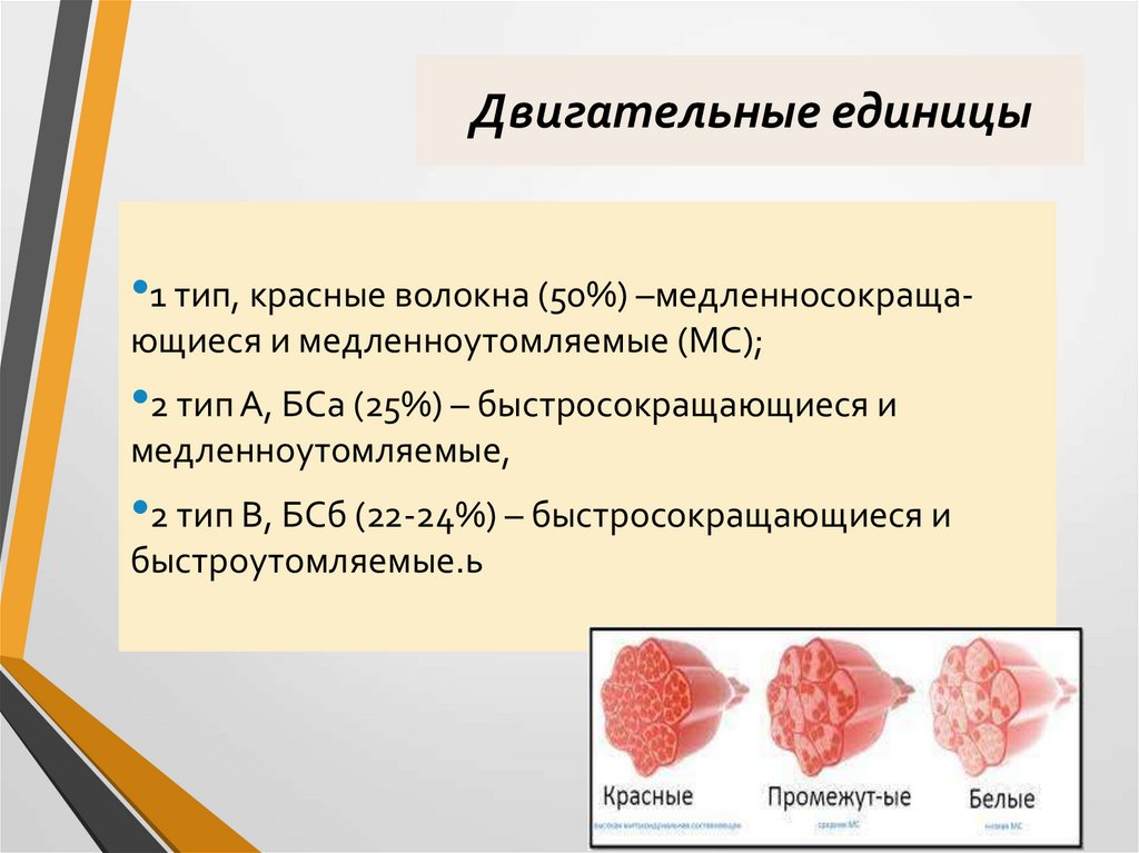 Двигательные единицы