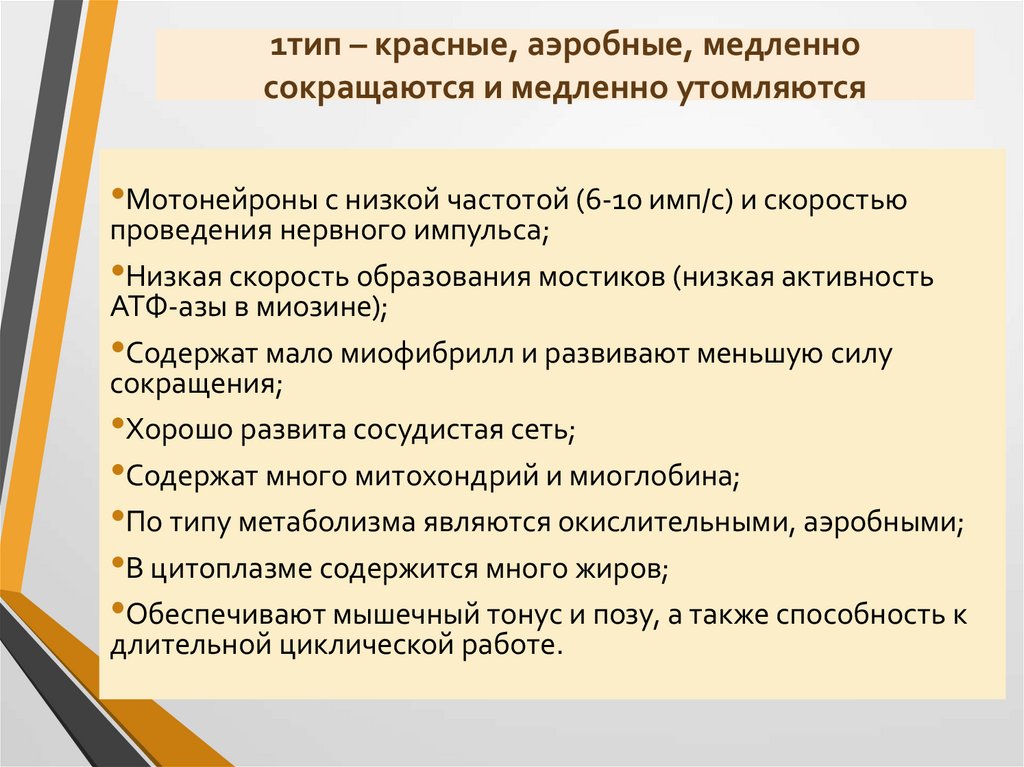 1тип – красные, аэробные, медленно сокращаются и медленно утомляются