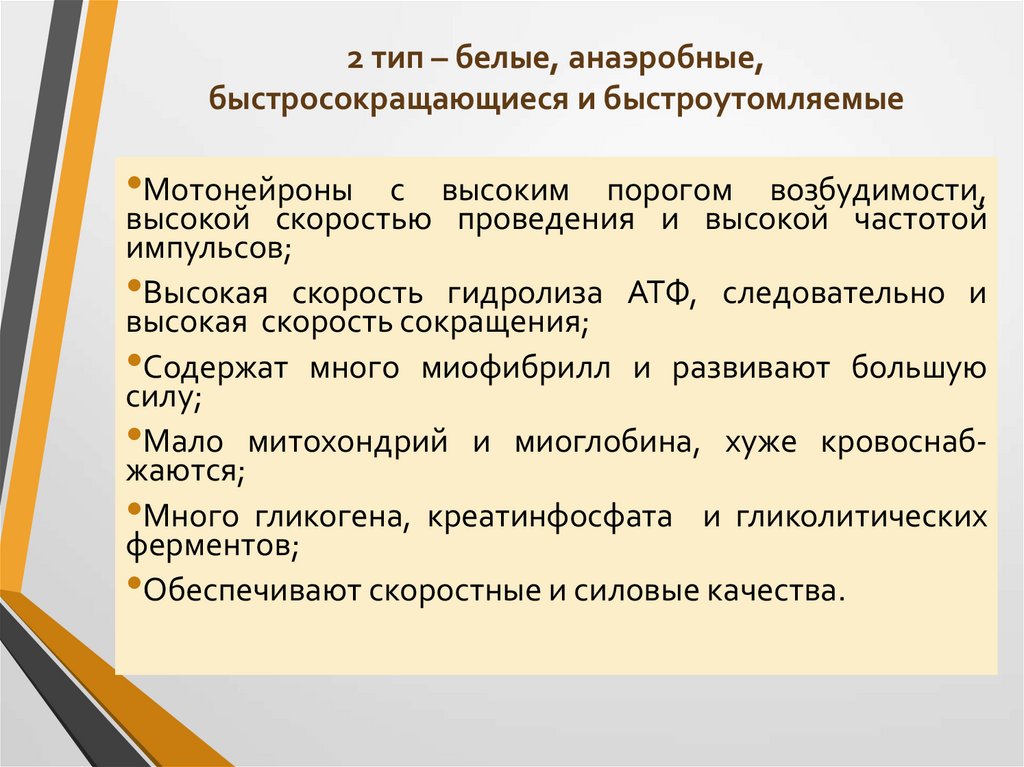 2 тип – белые, анаэробные, быстросокращающиеся и быстроутомляемые