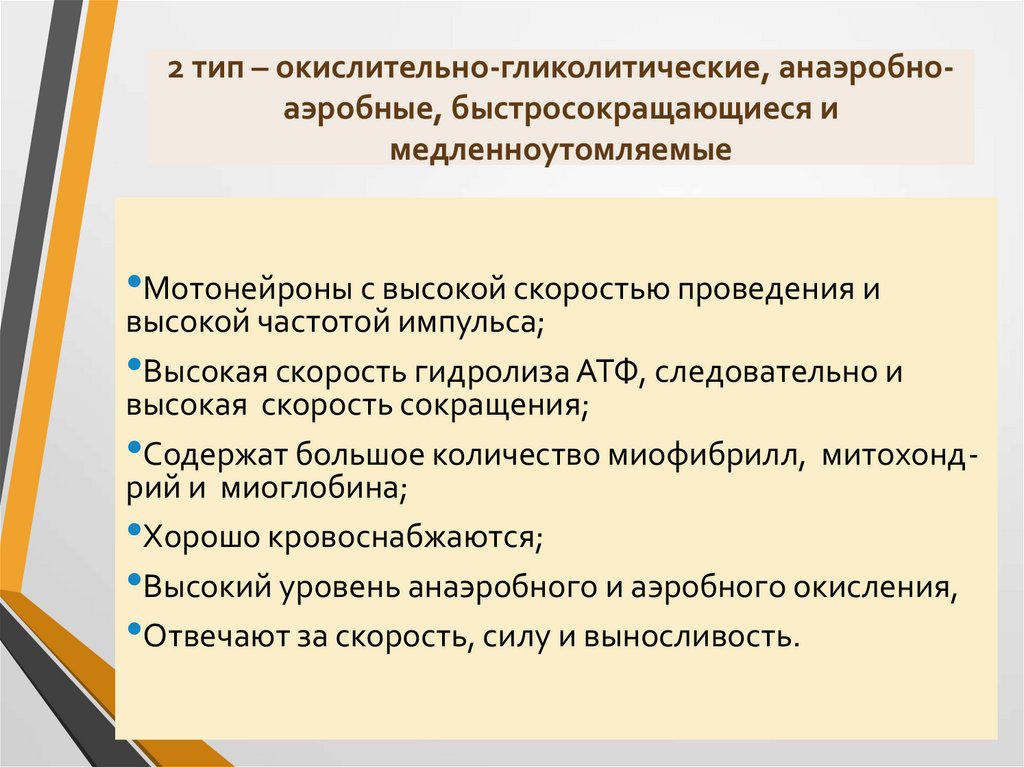 2 тип – окислительно-гликолитические, анаэробно-аэробные, быстросокращающиеся и медленноутомляемые