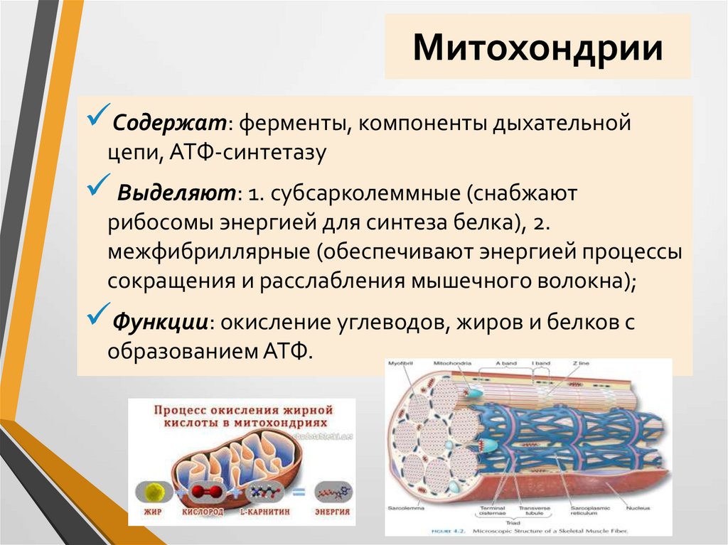 Митохондрии