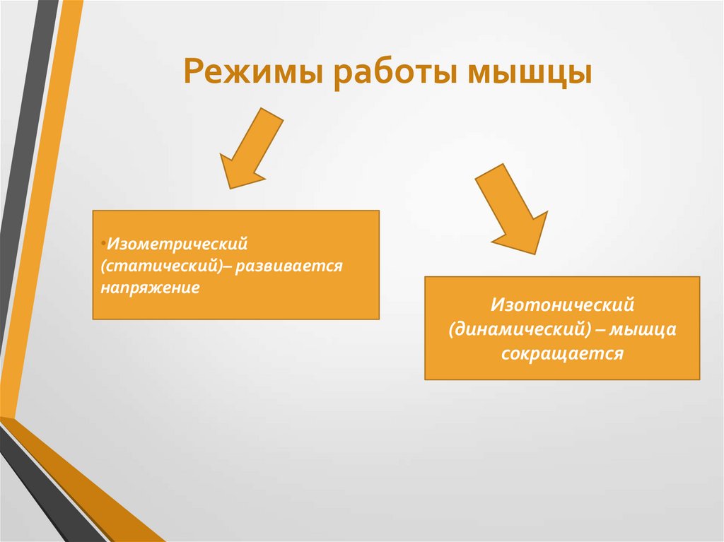 Режимы работы мышцы