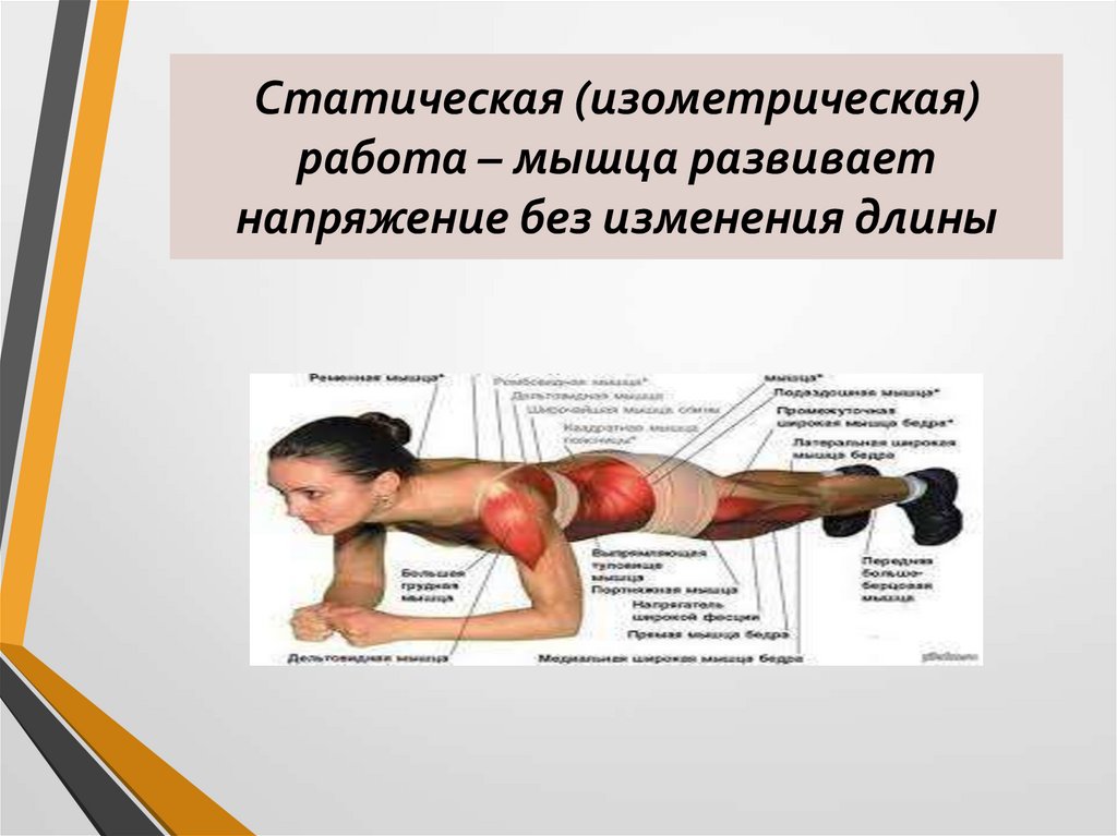 Статическая (изометрическая) работа – мышца развивает напряжение без изменения длины