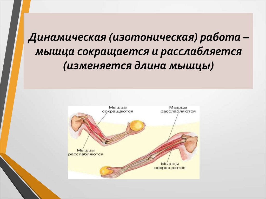 Динамическая (изотоническая) работа – мышца сокращается и расслабляется (изменяется длина мышцы)