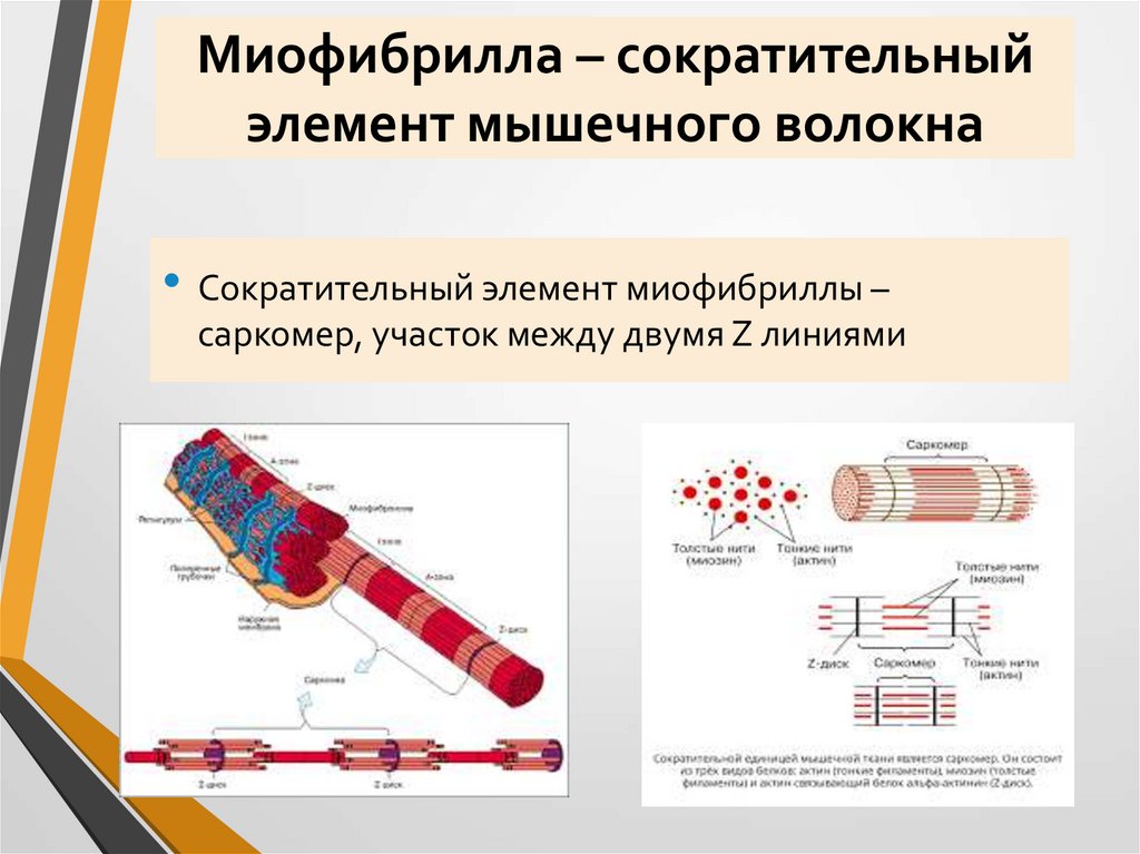 Миофибрилла – сократительный элемент мышечного волокна