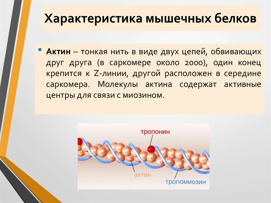 Характеристика мышечных белков