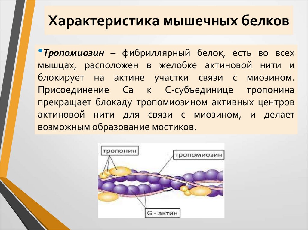 Характеристика мышечных белков