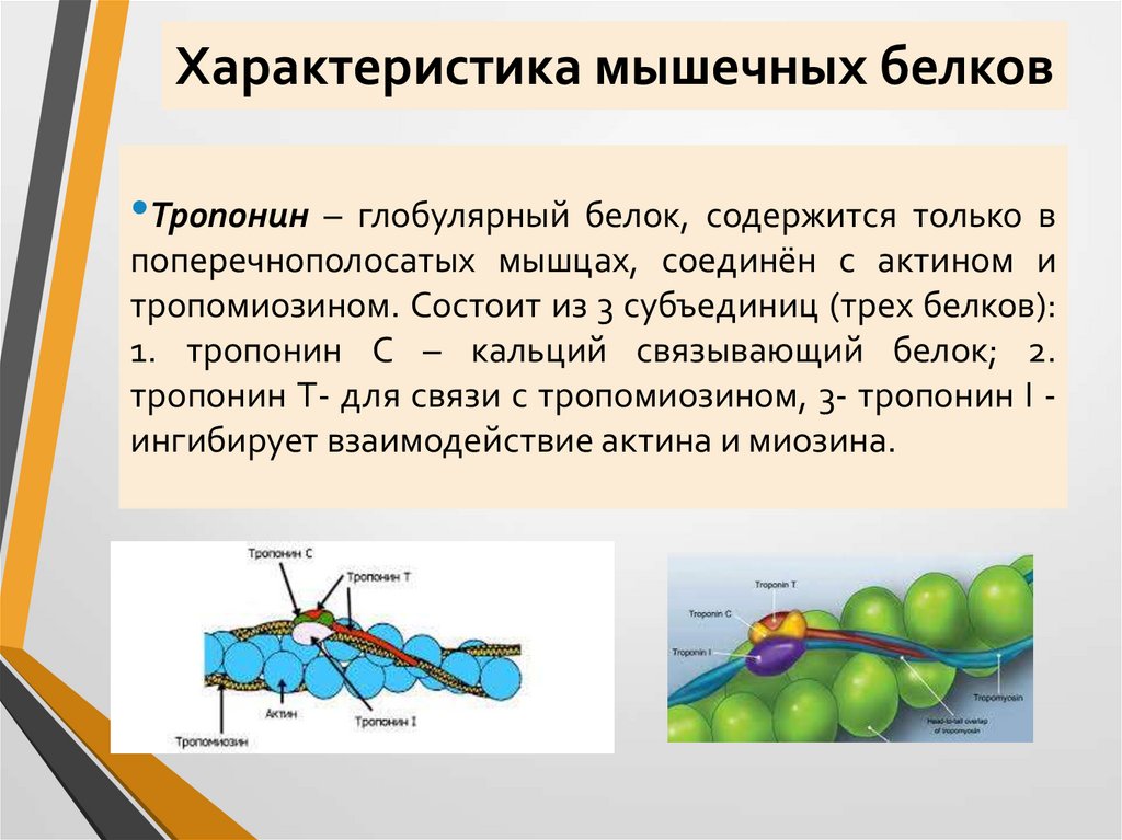 Характеристика мышечных белков