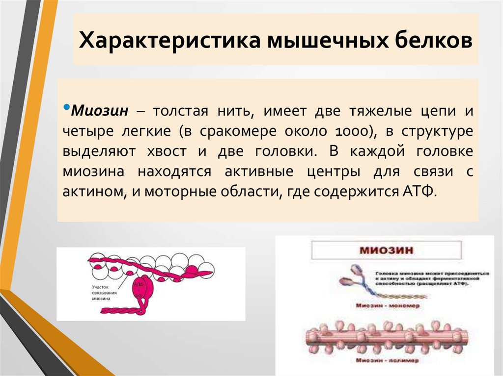 Характеристика мышечных белков