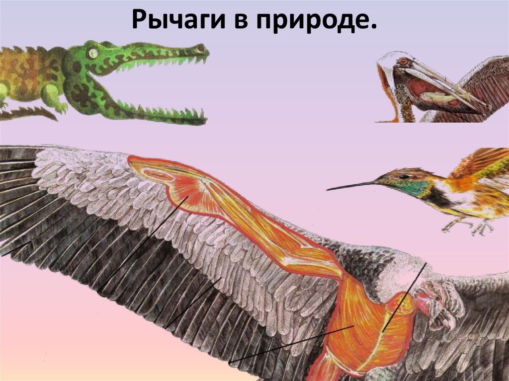 Рычаги в природе.