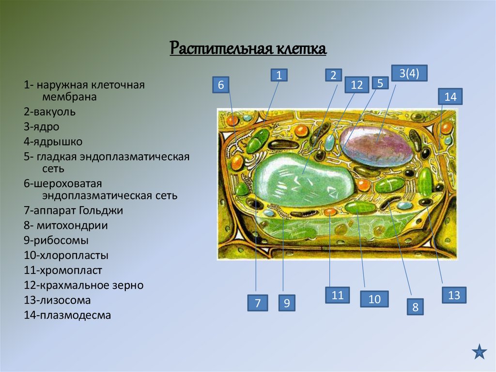 Растительная клетка