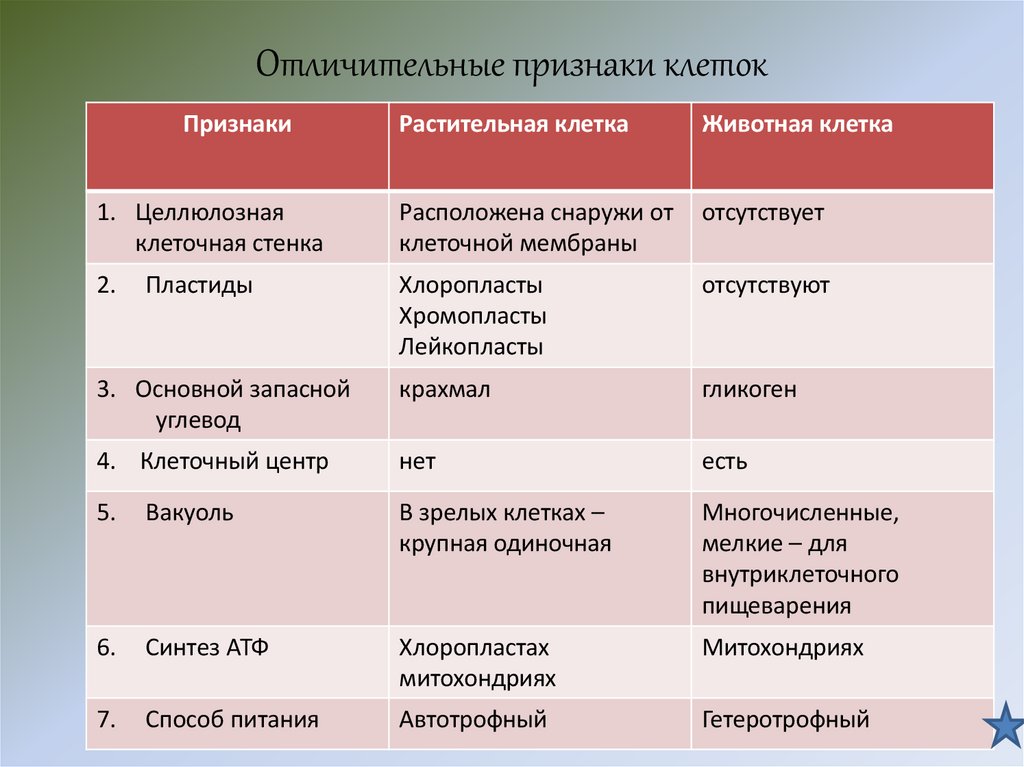 Отличительные признаки клеток