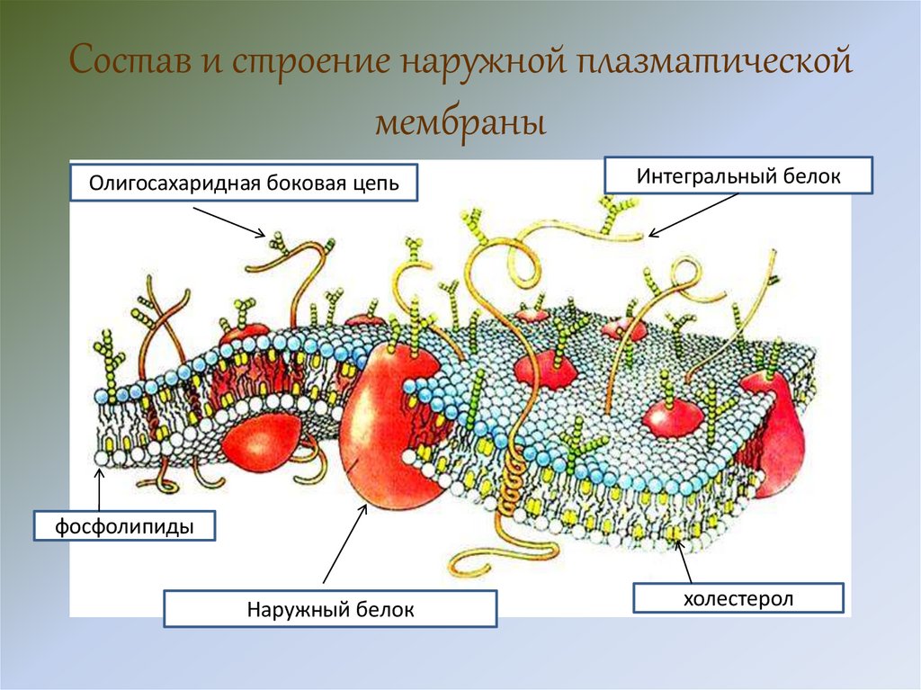 Состав и строение наружной плазматической мембраны