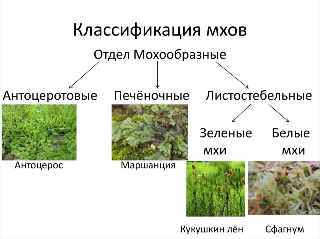 Классификация мхов