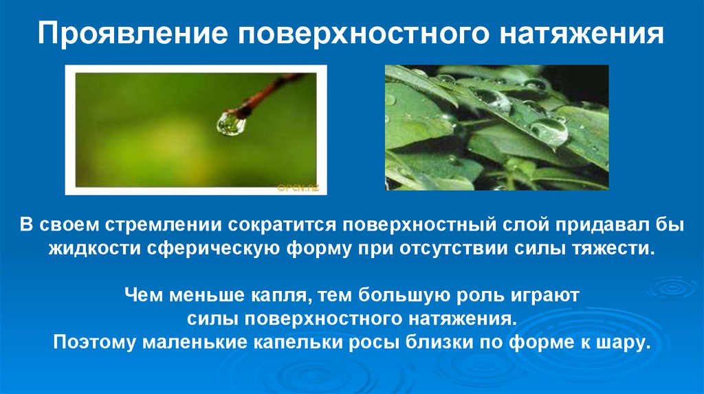 Проявление поверхностного натяжения