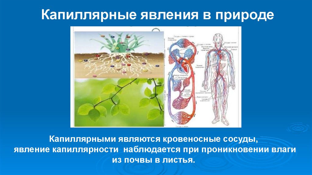 Капиллярные явления в природе