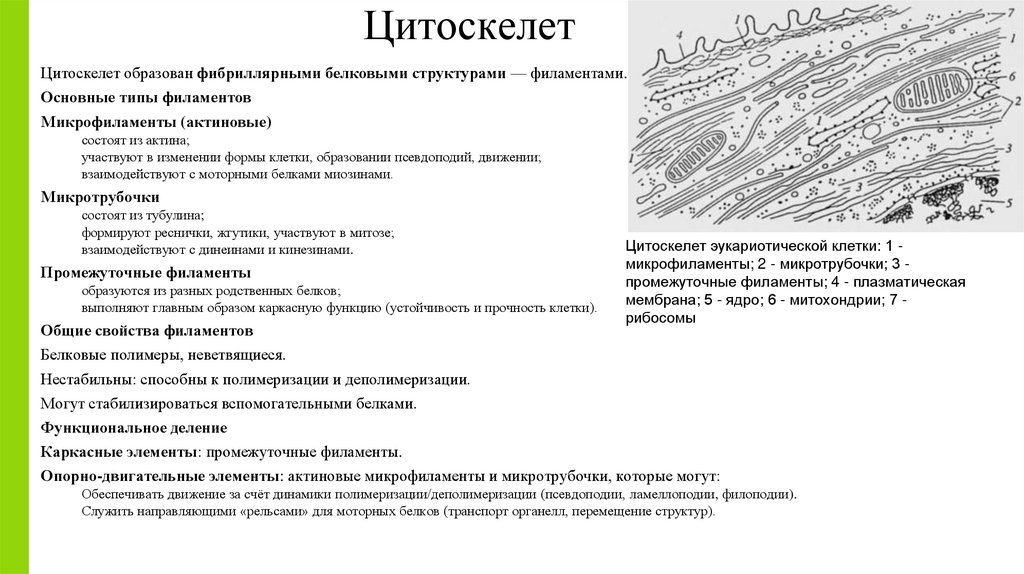 Цитоскелет