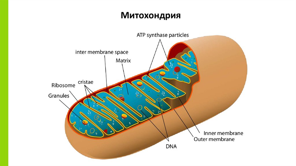 Митохондрия