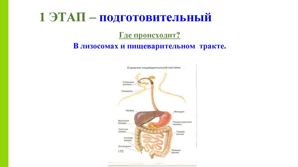 1 ЭТАП – подготовительный