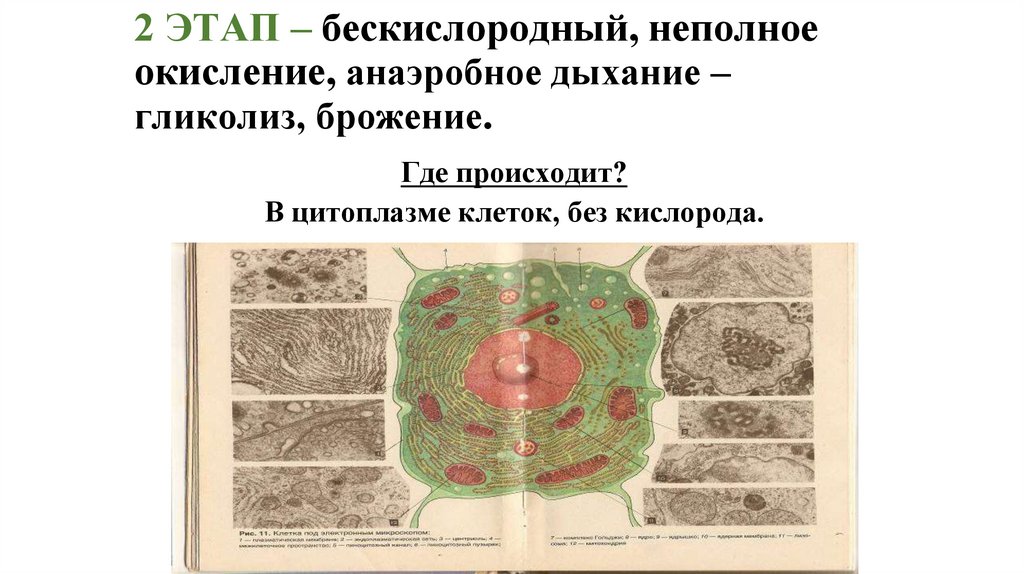 2 ЭТАП – бескислородный, неполное окисление, анаэробное дыхание – гликолиз, брожение.