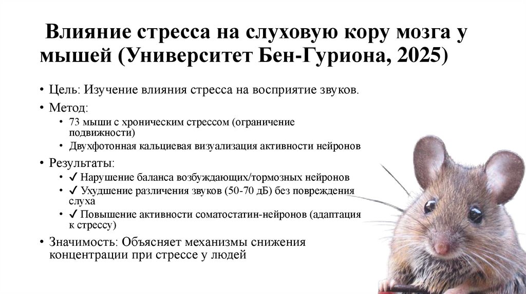 Влияние стресса на слуховую кору мозга у мышей (Университет Бен-Гуриона, 2025)