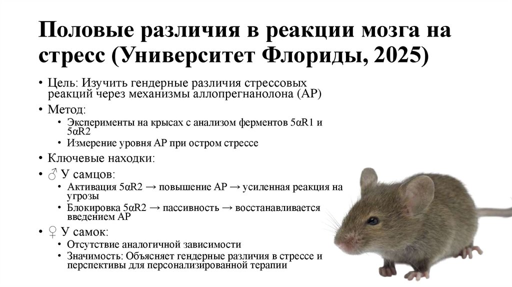 Половые различия в реакции мозга на стресс (Университет Флориды, 2025)