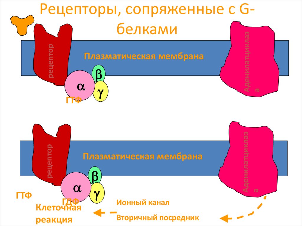 Рецепторы, сопряженные с G-белками