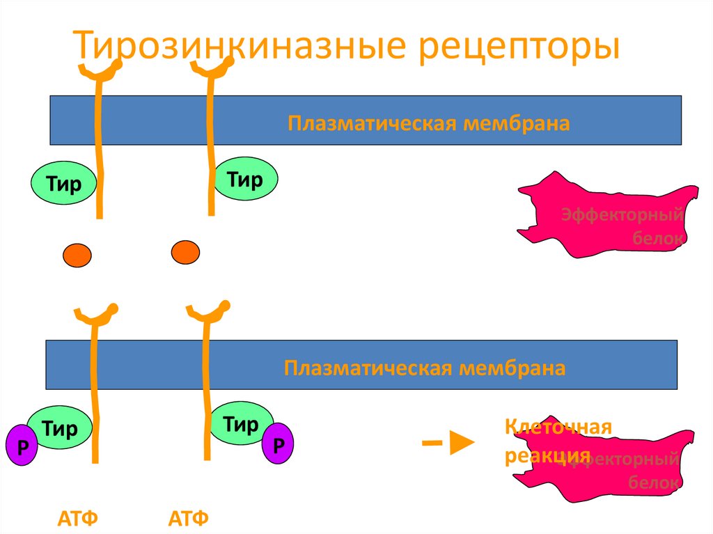 Тирозинкиназные рецепторы