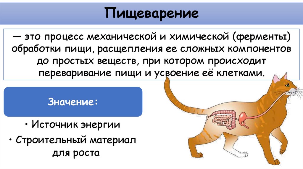 Пищеварение